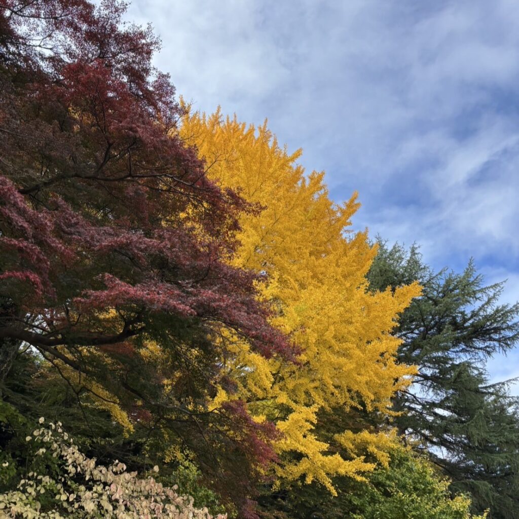 🍁紅葉狩り🍂